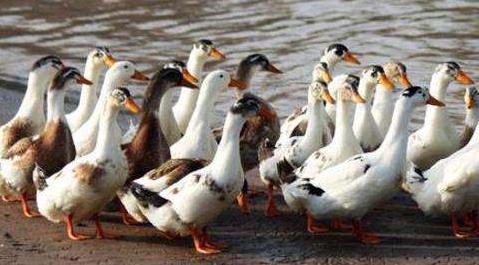 蛋鸭死亡是怎么回事,鸭瘟是指鸭病毒吗