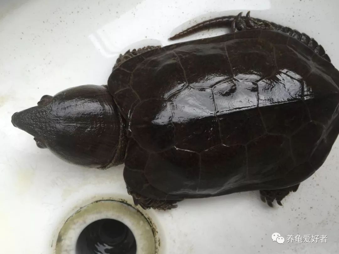 国龟鹰嘴新手入门教程,国龟鹰嘴视频大全