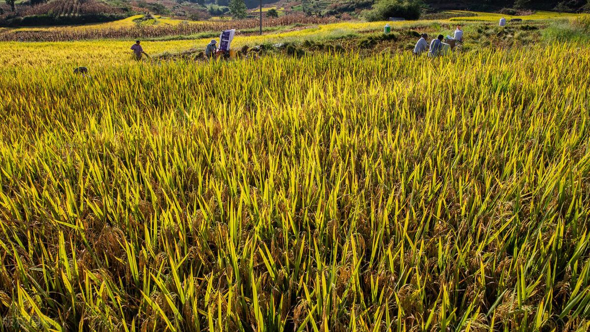 故乡的村庄女生版完整版,故乡的村庄歌曲