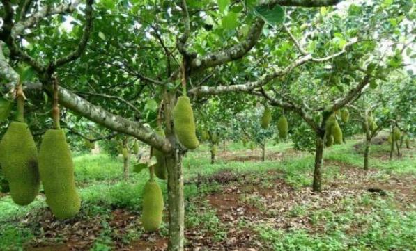 菠萝蜜怎么种植需要什么条件,菠萝蜜种植技术和适应种植的地方