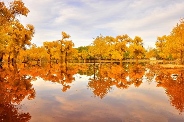 内蒙古阿拉善散养双峰驼,双峰驼是最罕见的动物