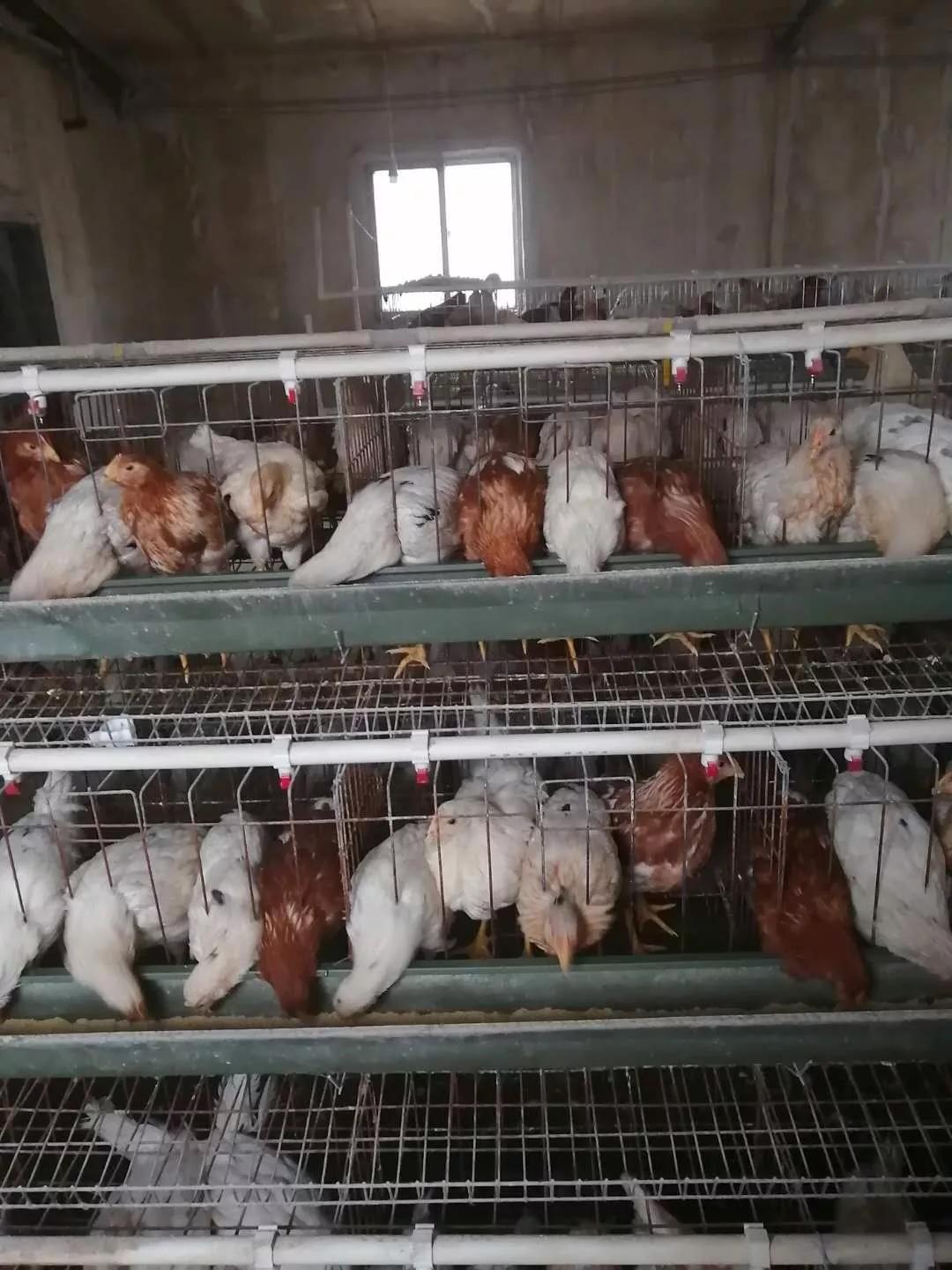 怎样养好青年鸡,鸡滑膜炎好治吗