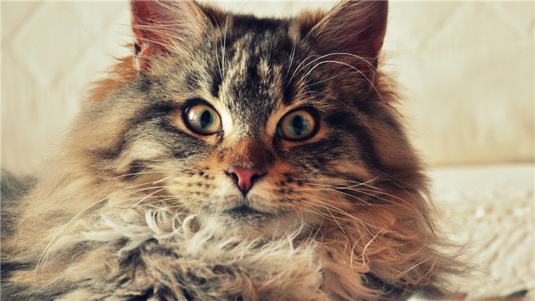 如何从猫咪的叫声中听懂信息,解读猫咪的各种叫声