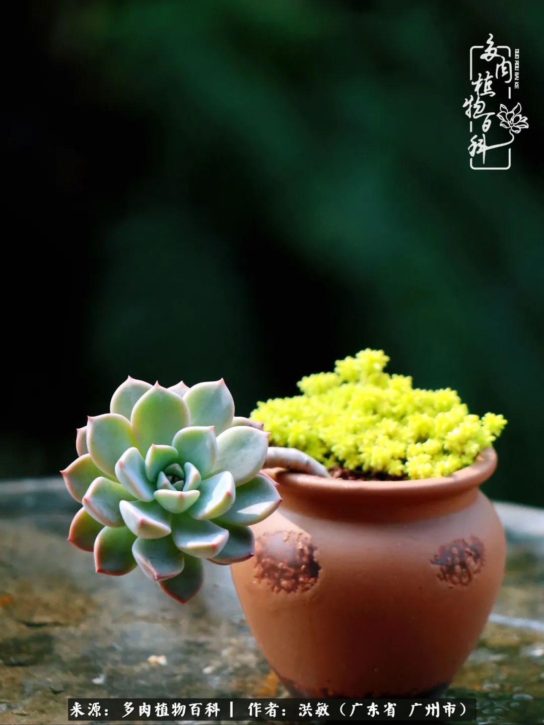 细品广州暴雨后，盛夏来临前的法师