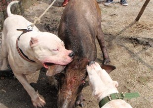 野猪天敌一览表,野猪天敌豺狼视频