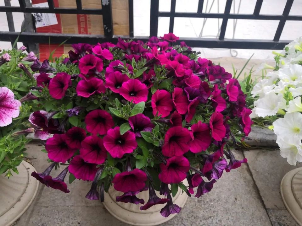 养牵牛花需要什么土,养牵牛花