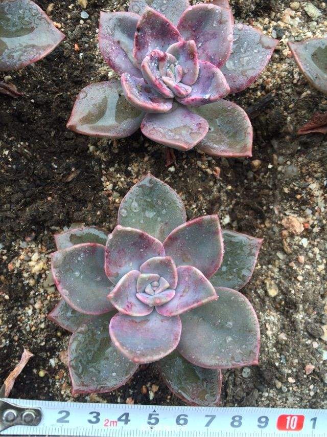 100种常见多肉植物图鉴收藏,1000种多肉植物图鉴及名字