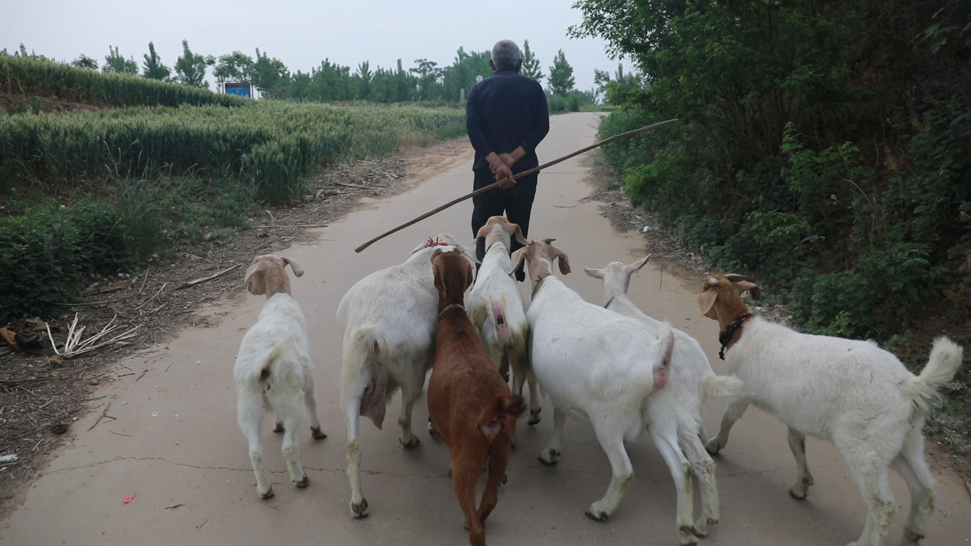 羊寄生虫怎么治,如何预防羊寄生虫