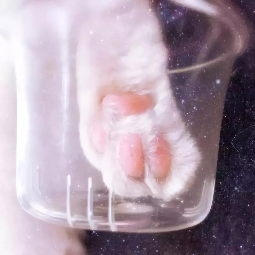 星巴克猫爪杯背后的故事,星巴克猫爪杯朋友圈照片