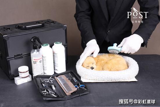 宠物殡葬的资料有哪些内容,宠物殡葬价格最新报价