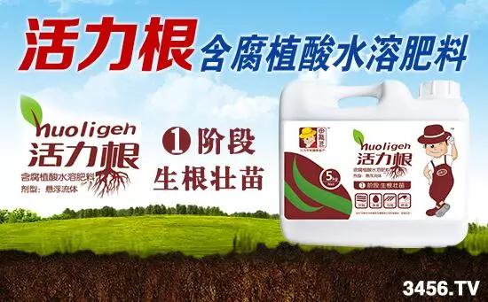 大姜的高产种植技术指导视频,大姜高产标准化种植技术