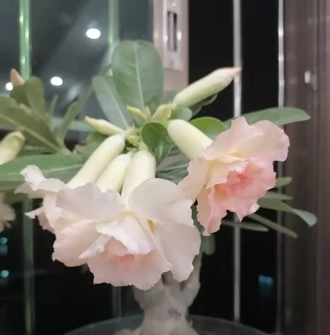 84个沙漠玫瑰品种，收起来慢慢看，待到来年春天选几种喜欢的养