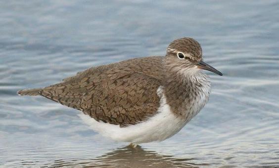 东江揽胜,惠州淡水常见鸟类图谱