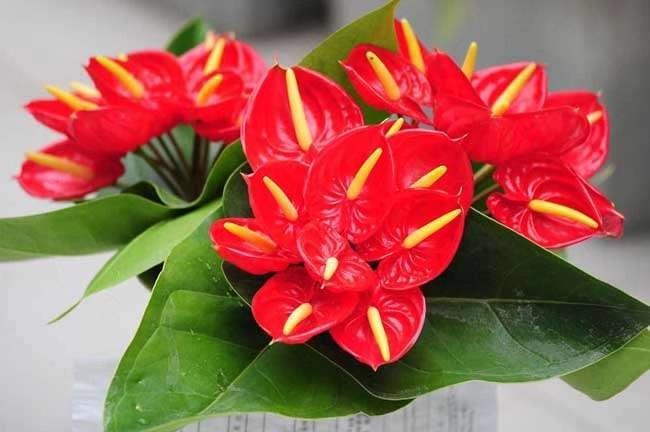 红掌买回家叶子越来越不好看,红掌的养护如何让它多开花