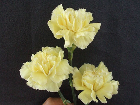 旺财旺宅小盆栽,最旺家的28种植物