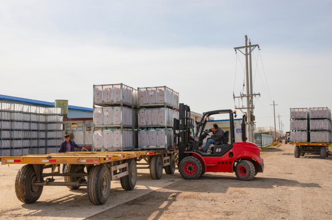 苹果快速分选,苹果分拣机的分拣流程图