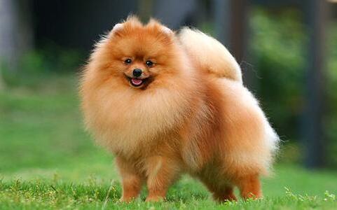 博美犬多少钱一只最好,博美犬最少价格多少钱一只