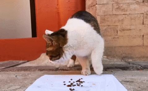 二十多岁进宫，在紫禁城中撸猫8年，她揭开了不为人知的故宫往事