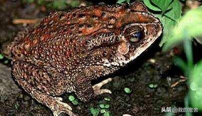 癞蛤蟆可以煮着吃吗,癞蛤蟆能吃的吗