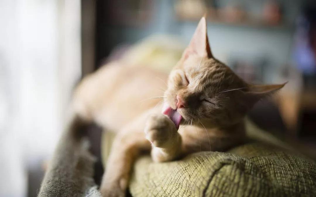 猫咪不小心受伤了,猫咪受伤不让碰怎么治疗