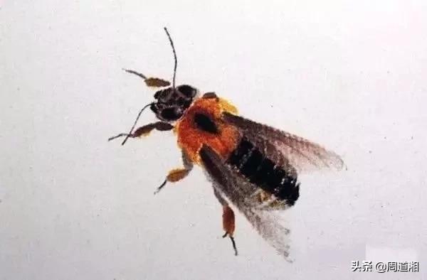 小蜜蜂怎么画最简单的方法,画小蜜蜂的教程一步一步的来