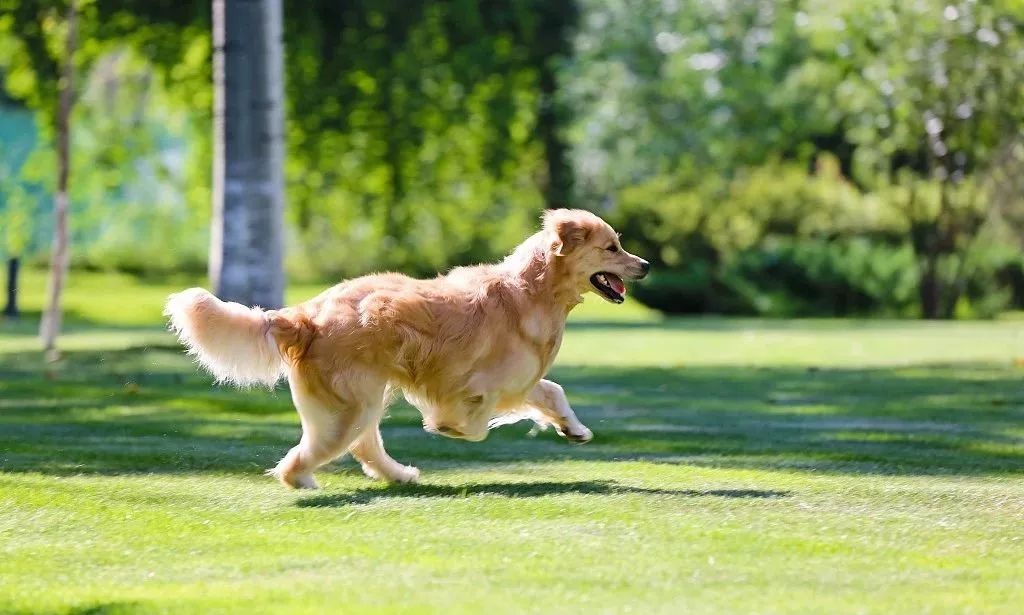 被仓鼠咬伤之后需要打疫苗吗,被仓鼠咬伤抓伤出血要打疫苗吗