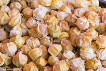 小时候常见又叫不上名的动植物,你们老家怎么说?满满的童年回忆