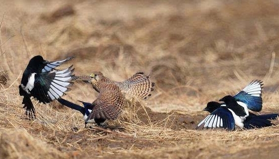 喜鹊吃麻雀幼鸟,喜鹊成灾攻击老鹰圈养麻雀