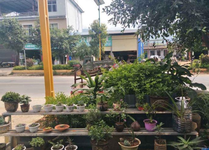 乔迁新居的植物推荐有哪些,乔迁新居购买什么植物好