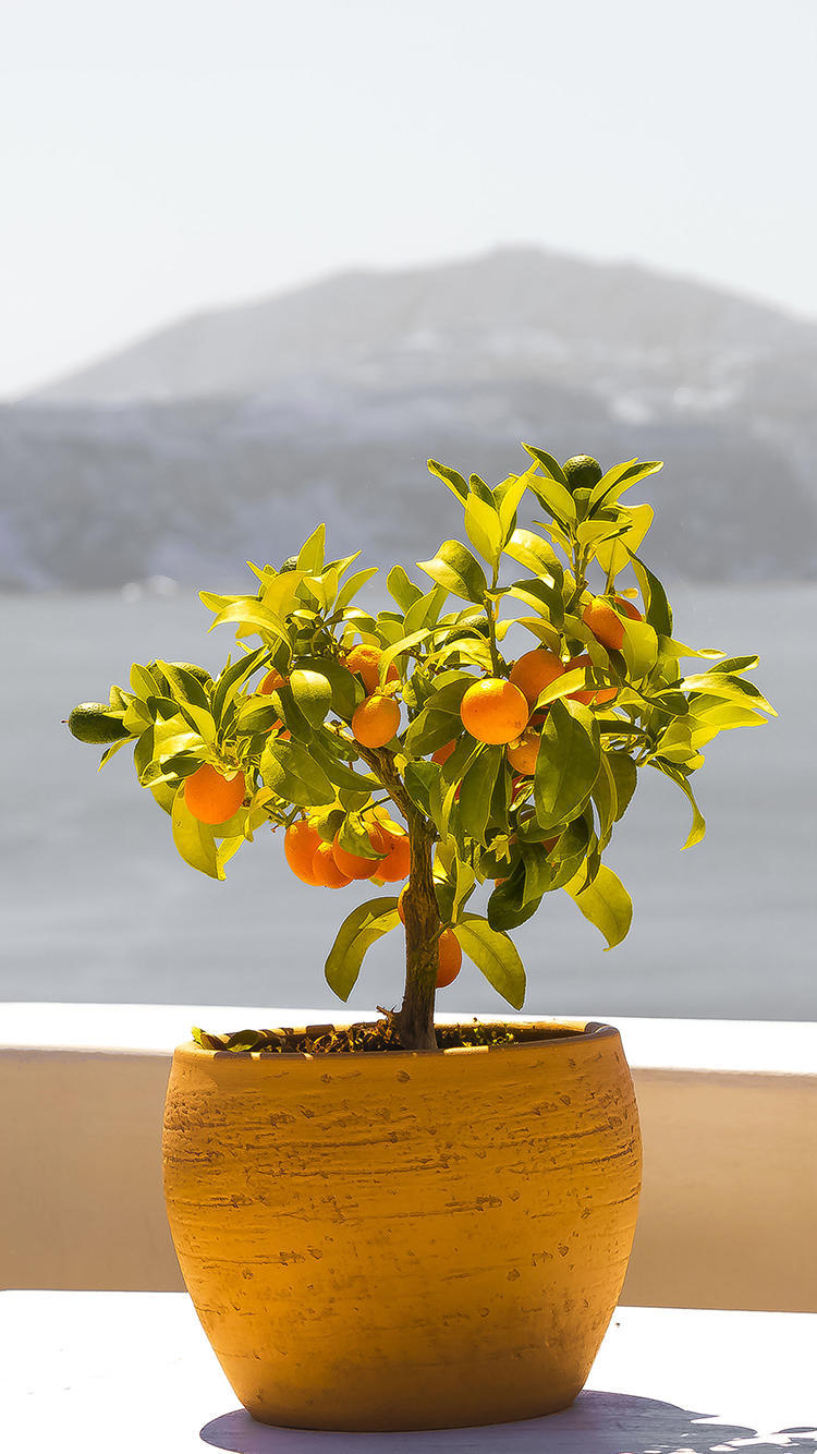 喜欢果树养一盆小金桔,枝叶繁茂能结果,放在家里有美好寓意