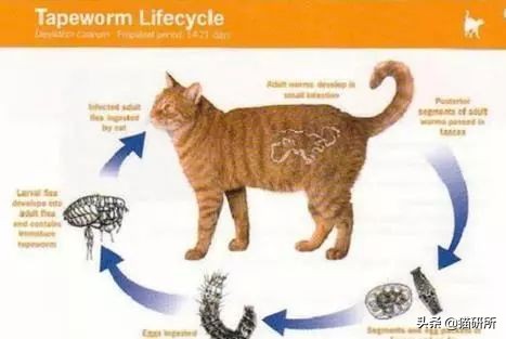 怀疑猫咪身上有虫怎么检查,怀疑猫咪中毒应做什么检查