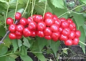 水果界的补钙之王钙果,钙果是什么水果