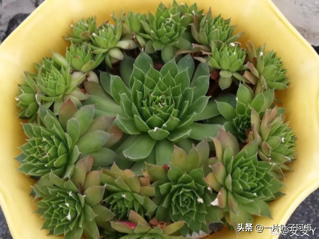 自制养花水配方除臭,养花自制10种消毒水不招虫不烂根