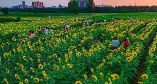 西安向日葵花海在哪里,西安东大附近最大的向日葵花海