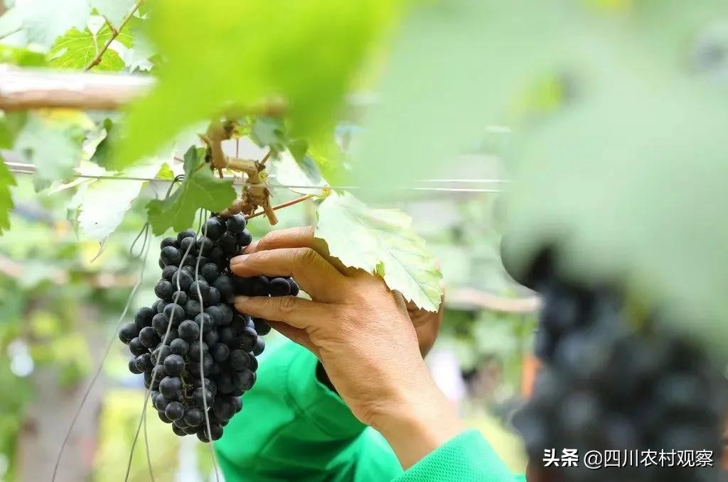 葡萄和什么水果可以放在一起保鲜,葡萄放冰箱里保鲜一个月还能吃吗