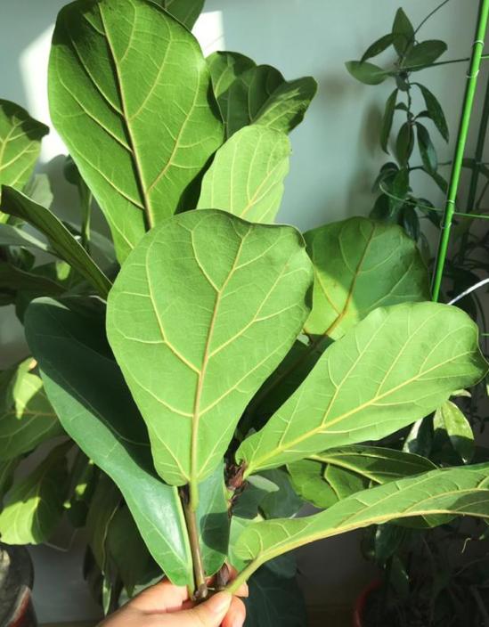 容易养的室内盆栽花教程,盆栽室内懒人花好养招财净化空气