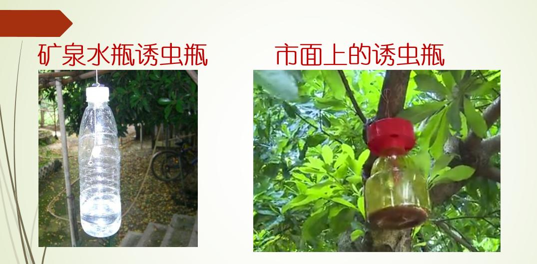 杨梅后期防落果的药剂,杨梅防落果药剂