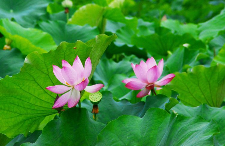 涔愯嚦鑽疯姳鎽勫奖浣滃搧娆ｈ祻,涔愯嚦鍗拌薄鎽勫奖