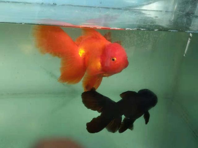 如果金鱼得了白点病多久爆发,金鱼的尾巴烂了还会长吗