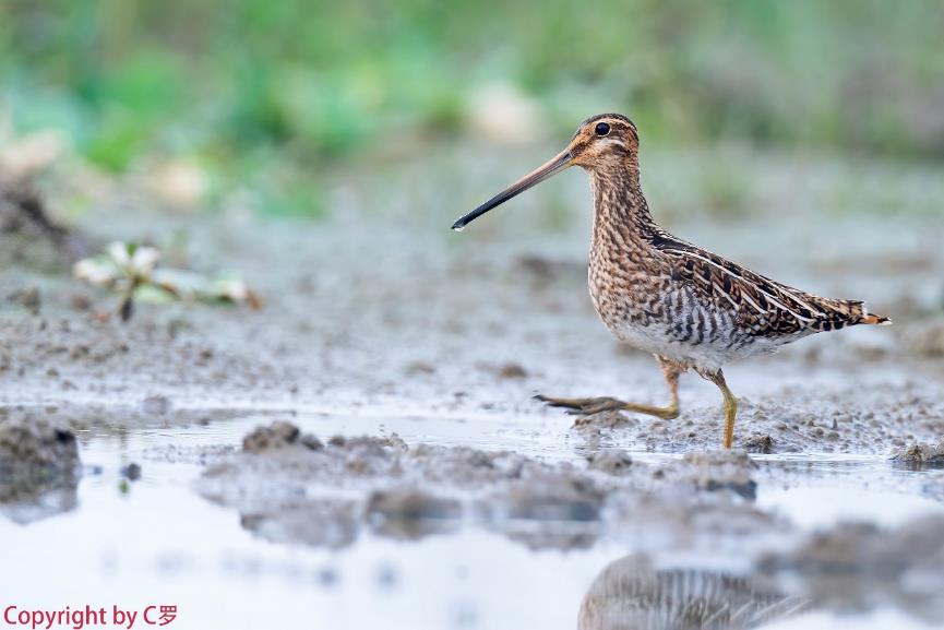 索尼alpha6000使用方法,索尼alpha6000使用技巧