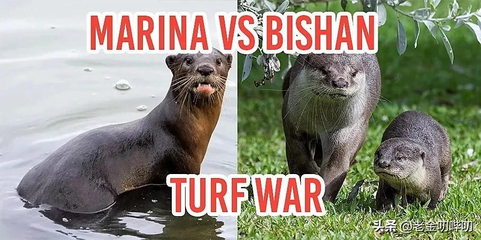 水獭与平头哥是同科吗,水獭动物界的平头哥