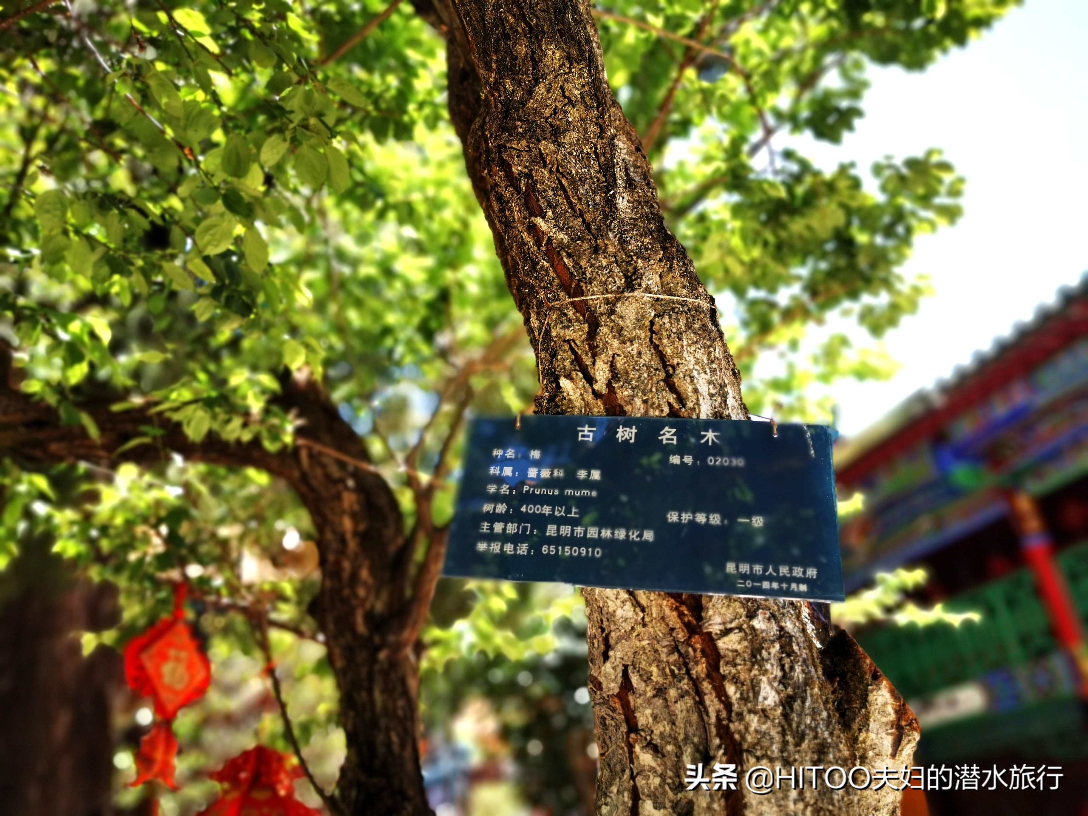 先有黑水祠，再有昆明城，来黑龙潭看奇景异木|自驾游记4