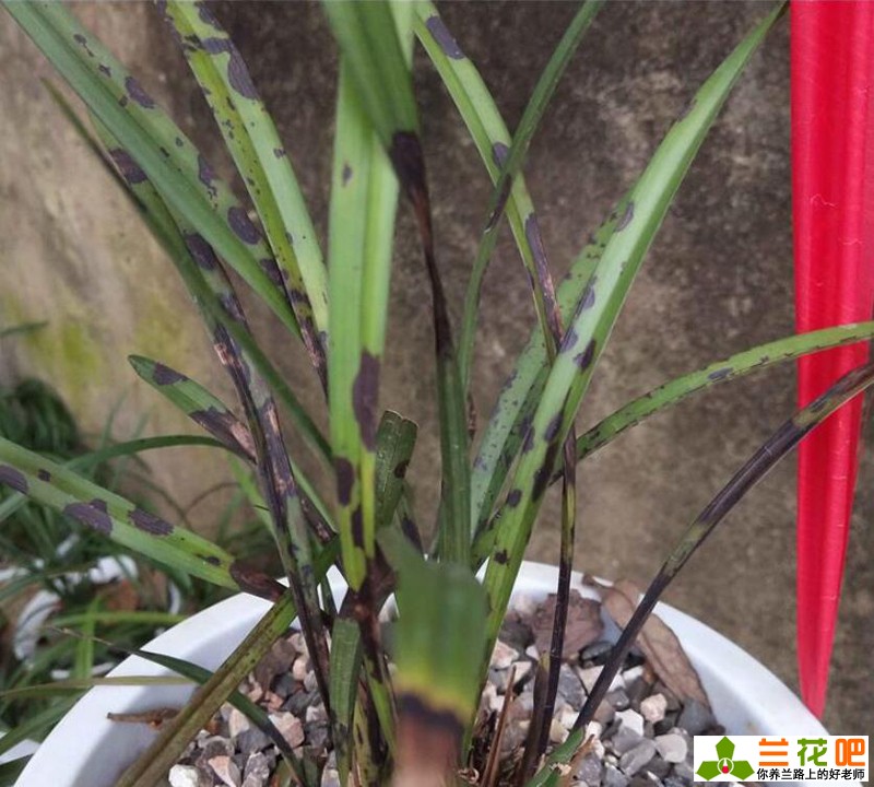 兰花叶片起黑斑的原因,兰花叶片有黑斑是怎么回事