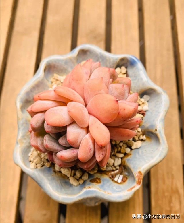 多肉橙梦露与雪天使的区别,橙梦露星影和雪天使区别