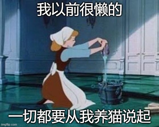 处理猫咪泪痕最好的办法,解决猫咪泪痕