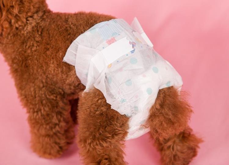 不给狗狗挤肛腺会得皮肤病吗,不给狗挤肛肠腺可以吗