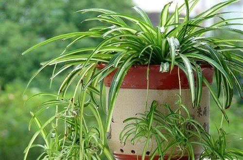 家里摆什么绿植比较好吸附甲醛,哪些盆栽吸附甲醛少一些