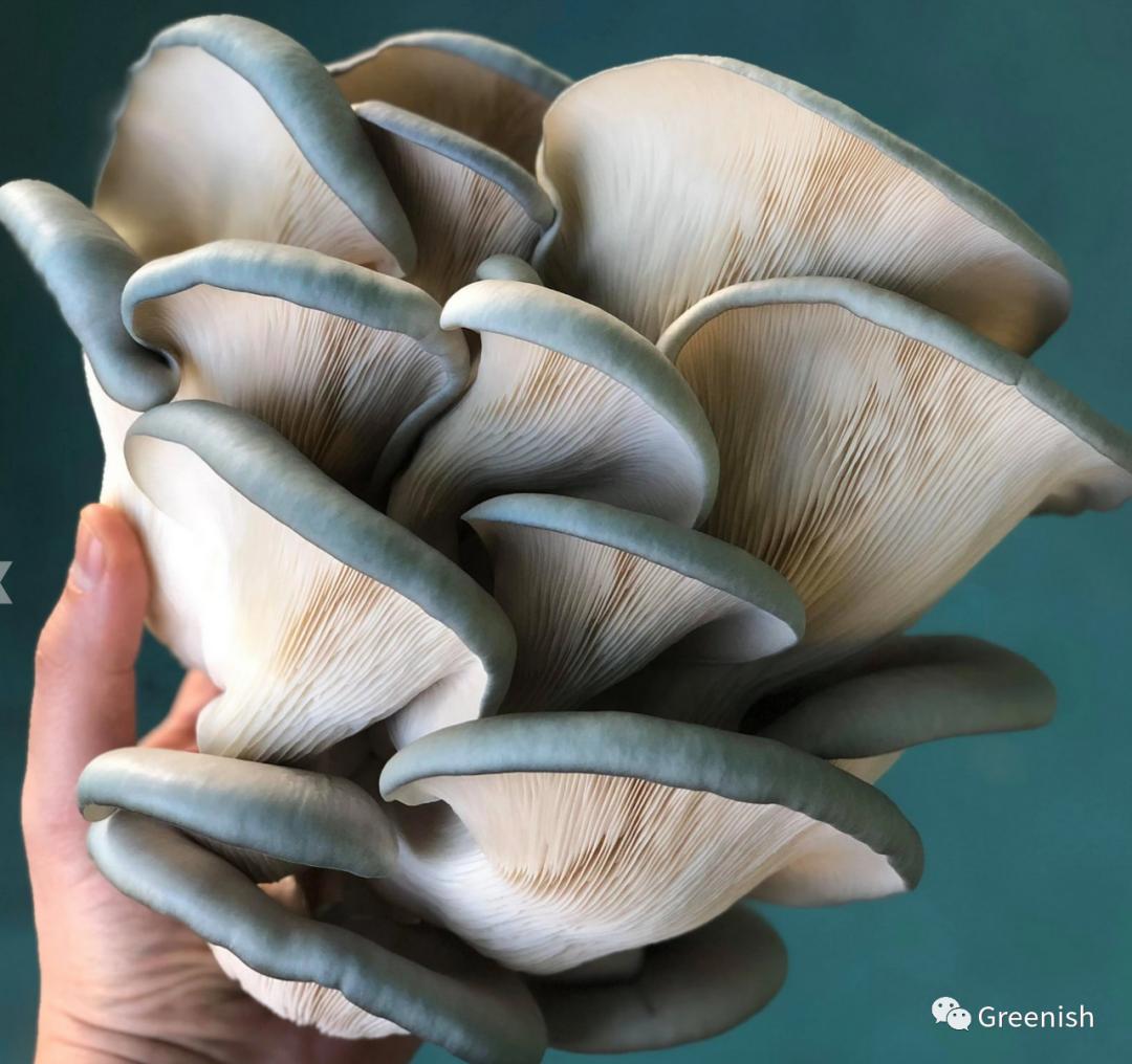 真香!用蘑菇做皮包,爱马仕你赢了