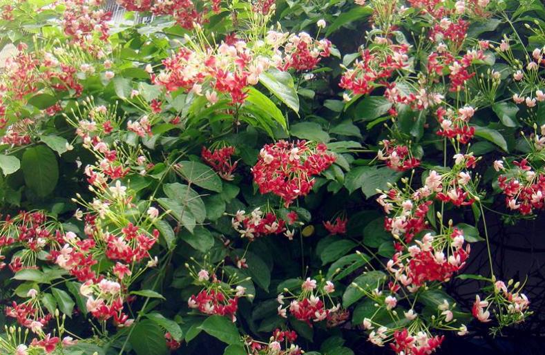 5种花是“爬墙高手”,多见光,别缺水,半年长成“花瀑布”