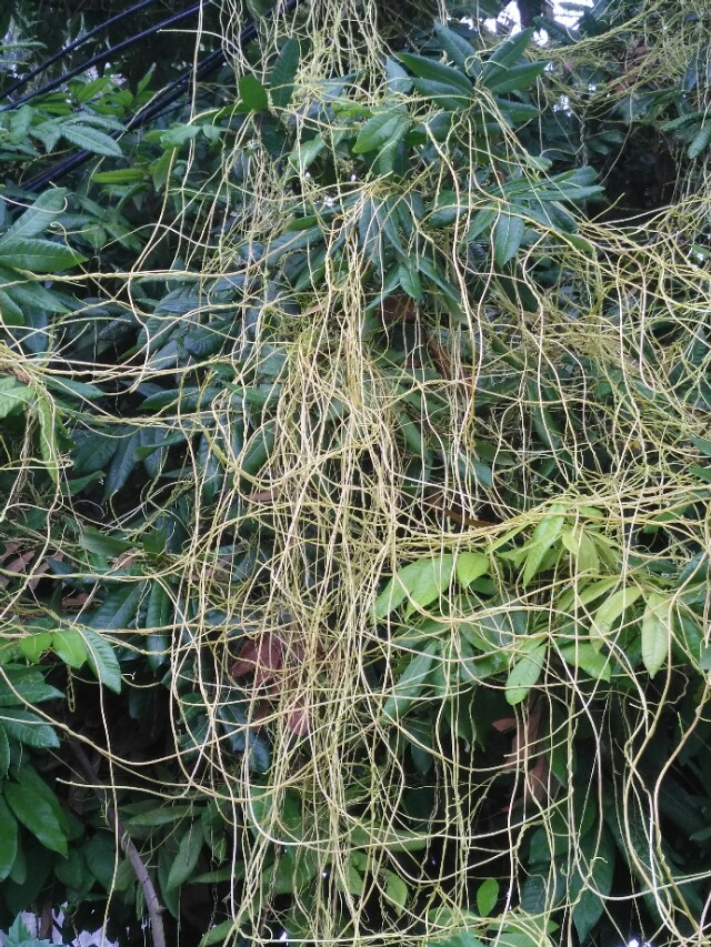 菟丝子传说故事,菟丝子的典故是什么